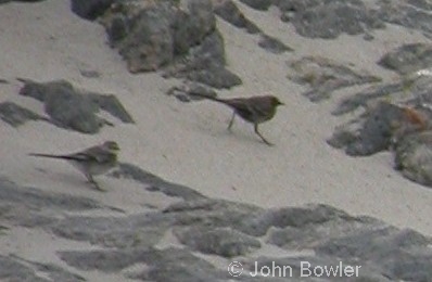 dark alba wagtail