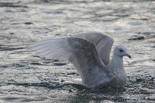 Iceland Gull