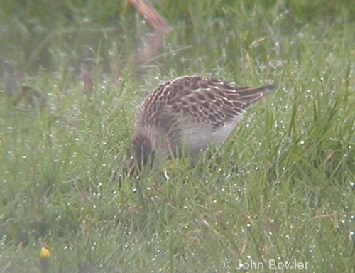 Pectoral Sandpiper