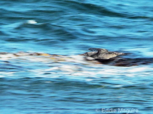 juvenile Gannet