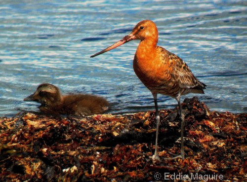 Black-tailed Godwit and Eider chick