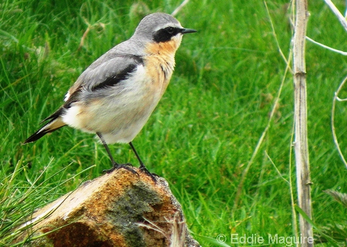 Northern Wheatear