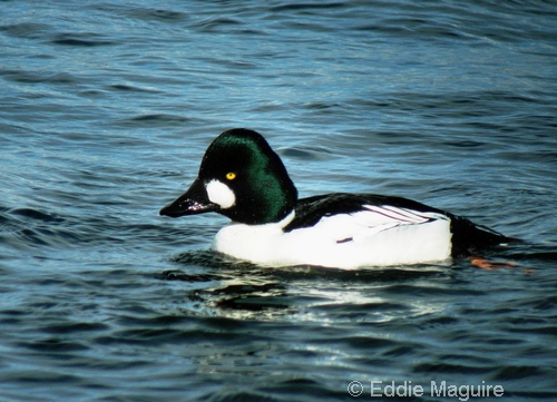 Goldeneye