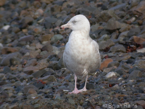 Glaucous Gull