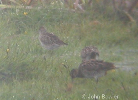 Pectoral Sandpiper