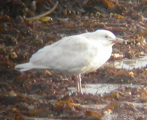 Glaucous Gull