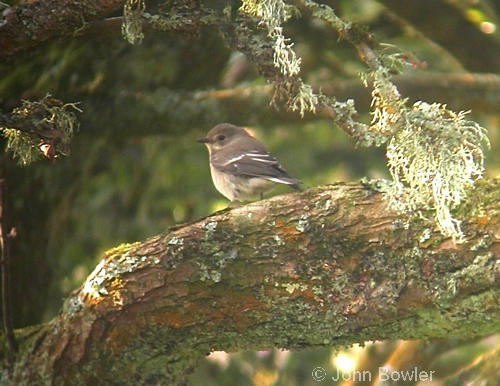 Pied Flycatcher