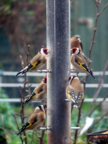 Goldfinches