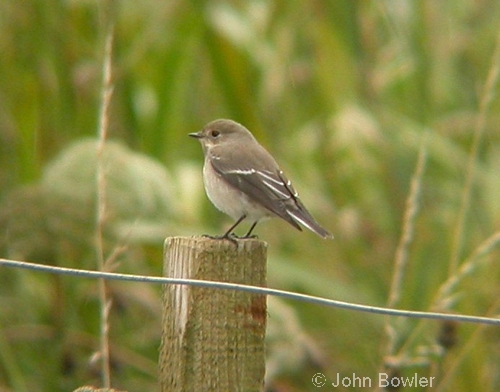 Pied Flycatcher