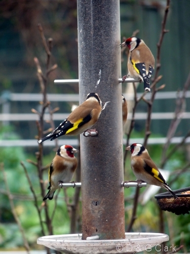 Goldfinches