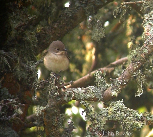 Pied Flycatcher