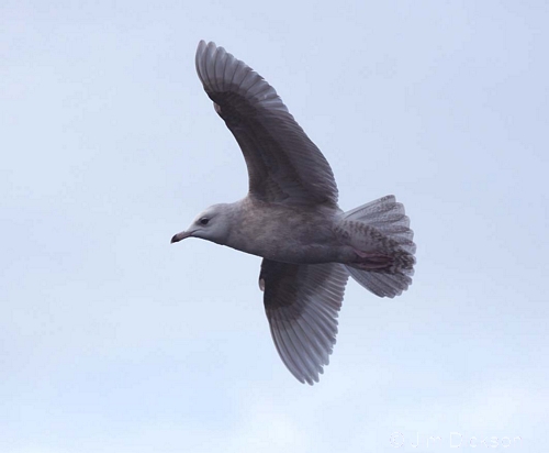 Iceland Gull