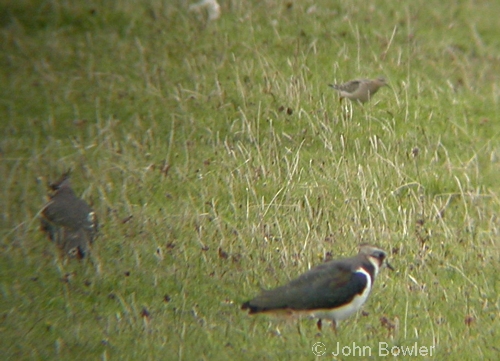 Buff-breasted Sandpipers