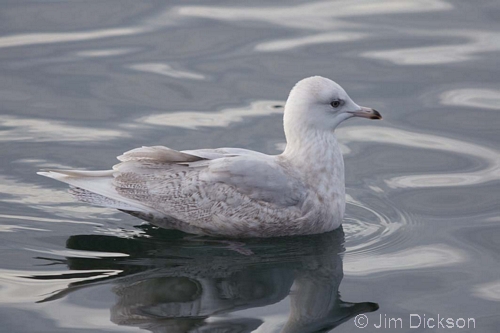 Iceland Gull