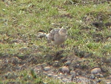 Buff-breasted Sandpipers