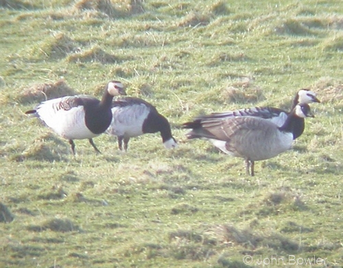 Canada Goose with Barnacle Geese