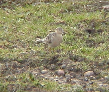 Buff-breasted Sandpipers