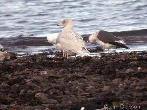 Glaucous Gull