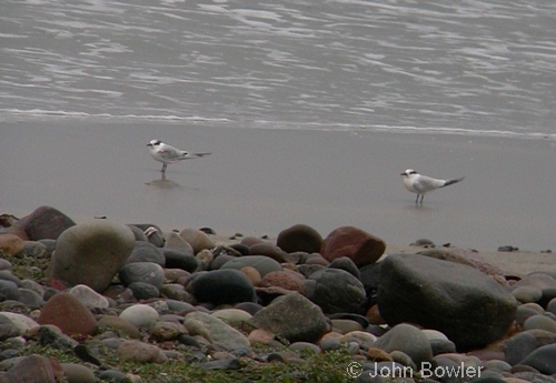 Sandwich Tern