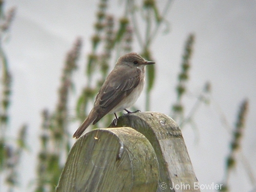 Spotted Flycatcher