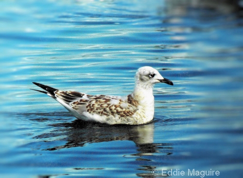 Mediterranean Gull