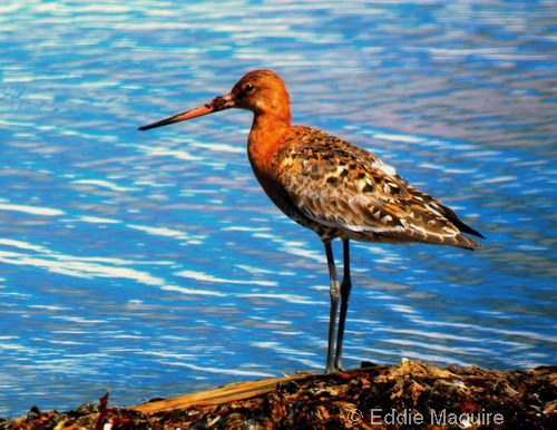 Black-tailed Godwit