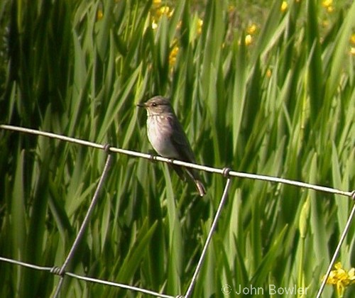 Spotted Flycatcher