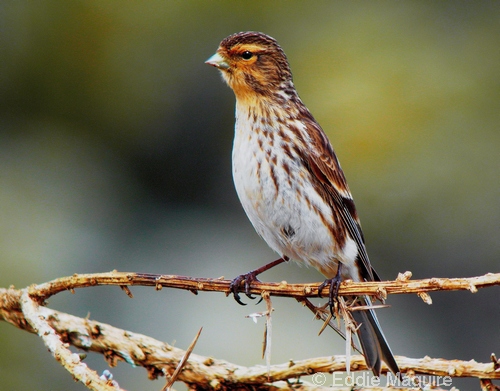 Male Twite