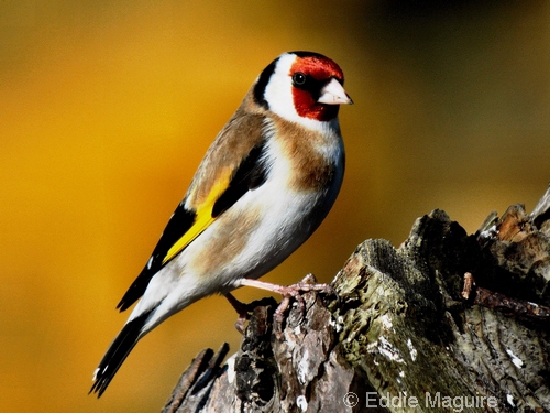 Goldfinch