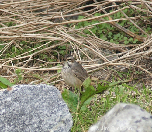 Bluethroat