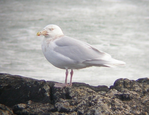 Glaucous Gull