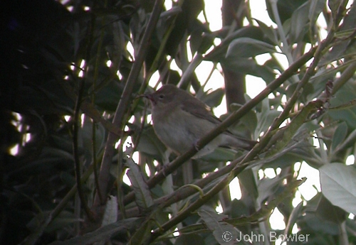 Garden Warbler