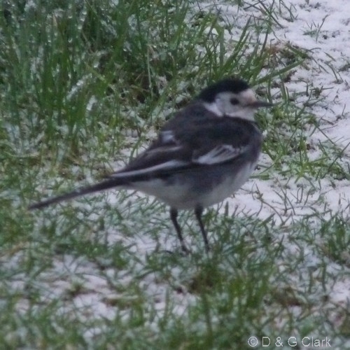 Pied Wagtail