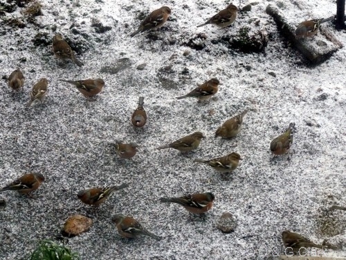 Chaffinches