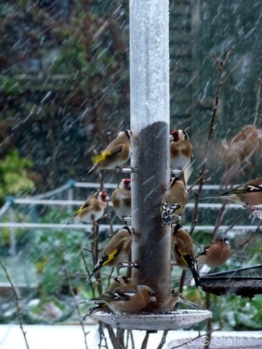 Goldfinches