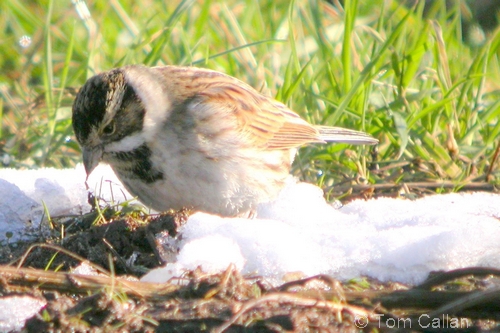 Reed Bunting