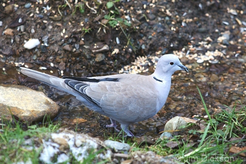 Collared Dove