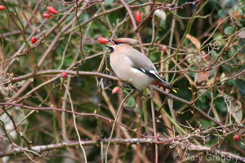 Waxwing