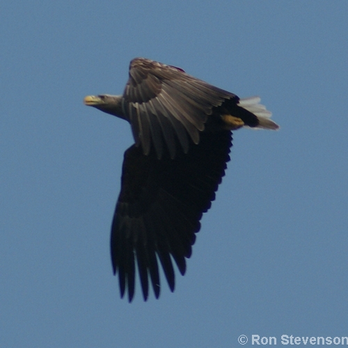 White-tailed Sea-eagle