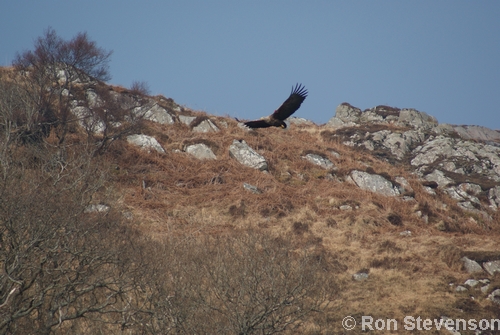 White-tailed Sea-eagle