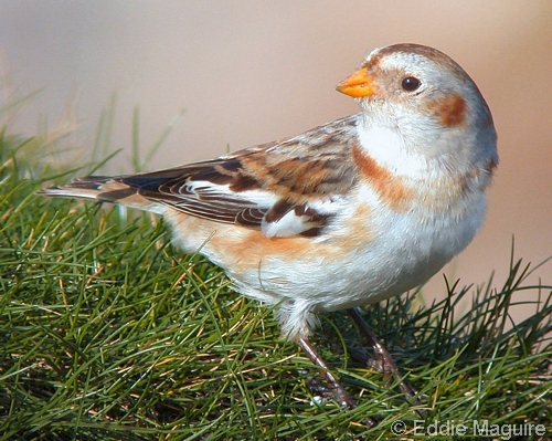 Snow Bunting