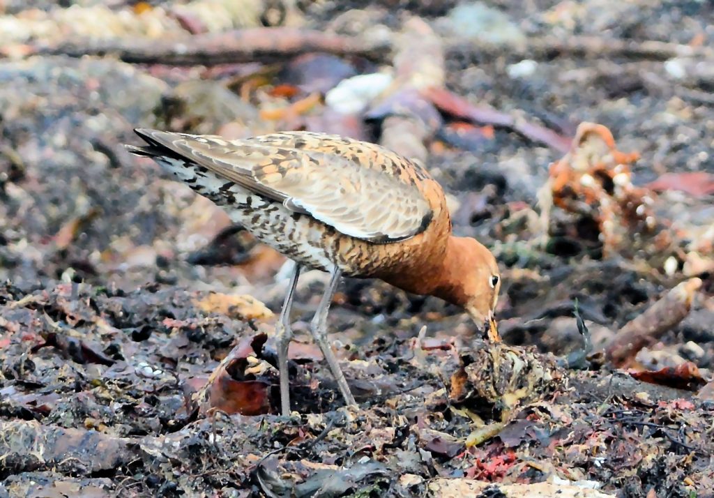 Black-tailed Godwit – MSBO, Kintyre 20 Aug (Eddie Maguire).