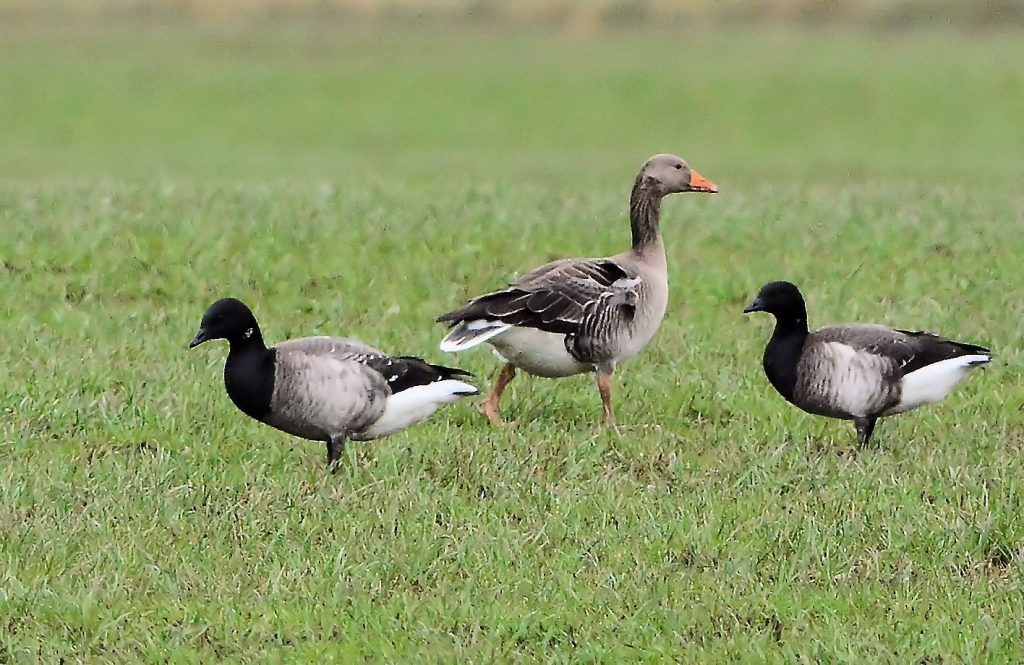 Pale-bellied Brent Geese – The Laggan, Kintyre 26 Mar (Eddie Maguire ...