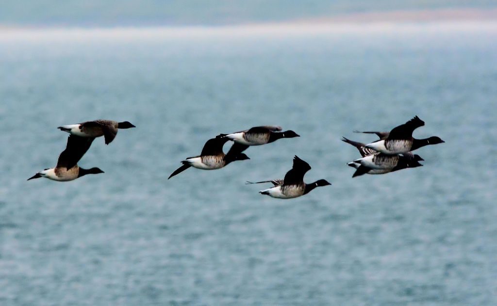 Pale-bellied Brent Geese – MSBO, Kintyre 05 Nov (Eddie Maguire).