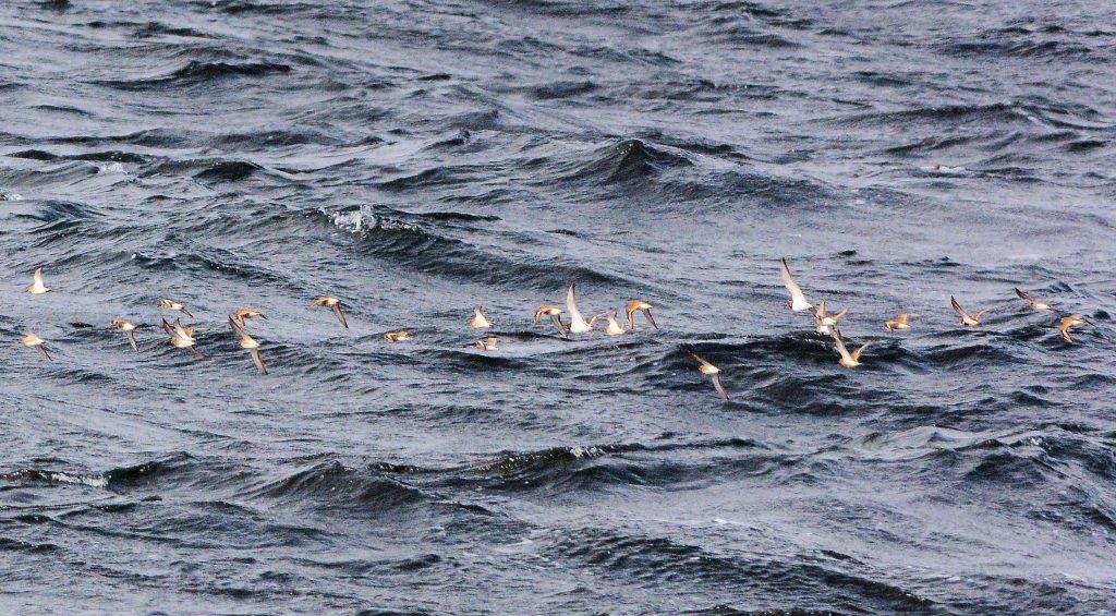 Curlew Sandpipers– MSBO, Kintyre 23 Aug (Eddie Maguire).