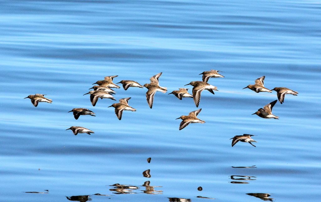 Dunlins & Curlew Sandpipers – MSBO, Kintyre 24 Aug (Eddie Maguire).