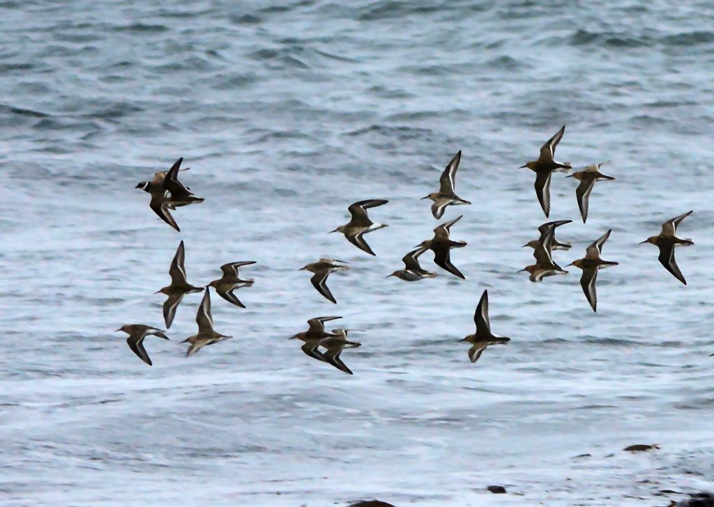 Curlew Sandpiper & Dunlins – MSBO, Kintyre 23 Aug (Eddie Maguire).