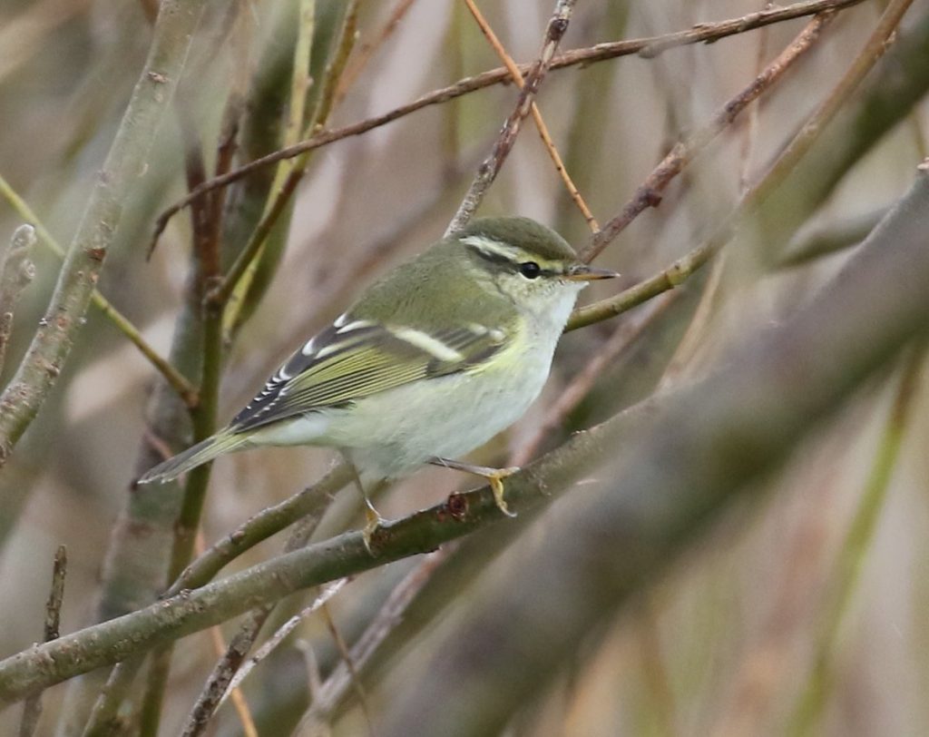 Yellow-browed Warbler – Uig, Coll 17 Oct (Toby Green).