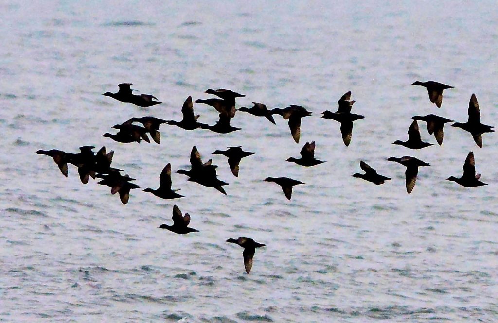 Common Scoters – MSBO, Kintyre – 04 Jul (Eddie Maguire).