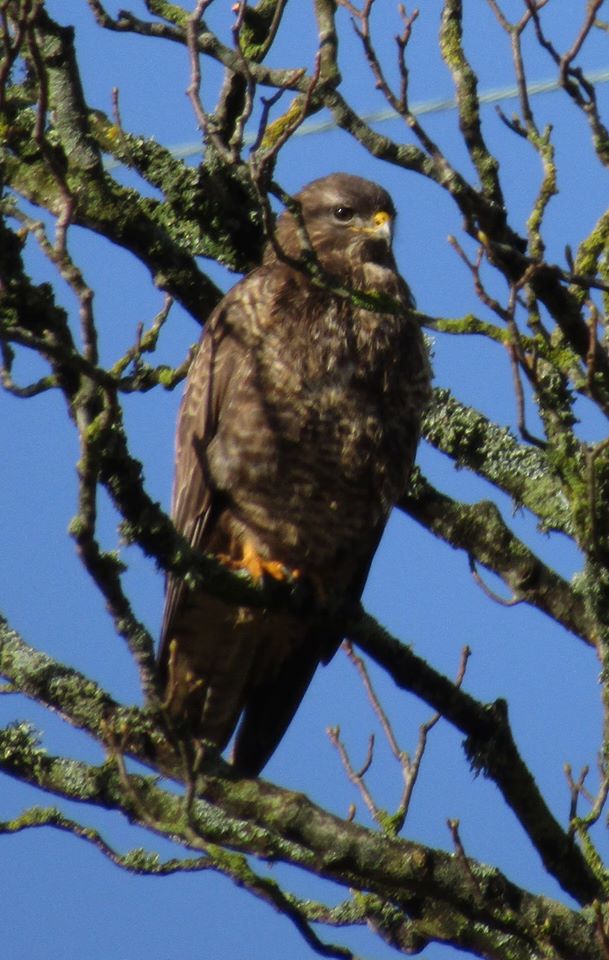 Common Buzzard - Keillmore (Loch Sween) 26 Feb (Andy Craven).